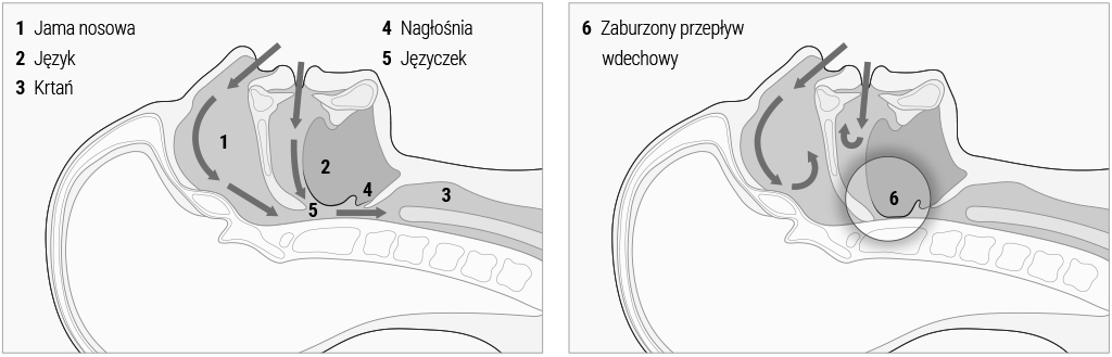 Grafika przedstawia przekrój głowy i części jamy nosowej i ustnej.